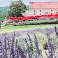 Maryland Lavender Festival at Springfield Manor