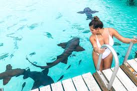 Swim with Nurse Sharks Bahamas: What to Know about Compass Cay