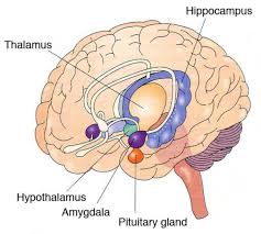 Image result for Limbic System