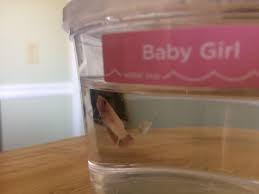 Keep in mind, that for best growth rate, you need to feed them high protein food. Got A New Baby Betta Fish Need Help Taking Care Of It Bettafish