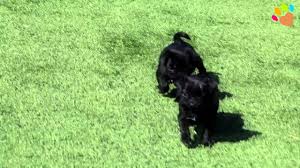 Pug Mops Ozellikleri Bakimi Beslenmesi Sagligi Ve Egitimleri Youtube