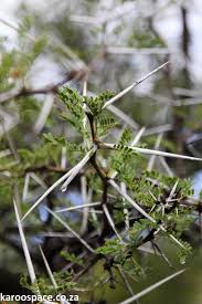 Image result for Acacia karroo