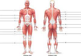 And, but then they also flow up right like this into the servetus anterior. Muscles Of The Torso Model Anterior And Posterior View Muscles Of The Chest And Abdomen Muscle Anatomy Muscle Abdomen In This Lesson We Will Identify And Draw The Superficial And