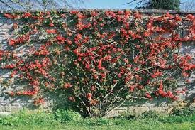 Flowering quince is hardy to usda zone 4 and is a popular ornamental shrub in both europe and north america. Permaculturegarden In 2021 Chaenomeles Japanese Quince Small Backyard Gardens