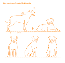 Rottweiler Dimensions Drawings Dimensions Com