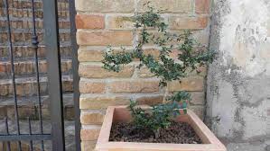 We did not find results for: 10 Varieties Of Fruiting Olive Trees You Can Grow