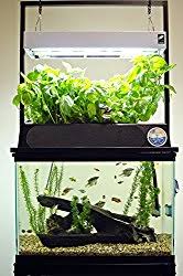 Aquaponics Cannabis 3 Major Obstacles Grow Weed Easy