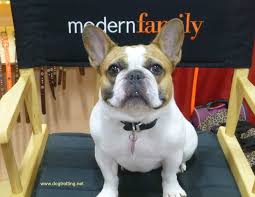 Find french bulldog in canada | visit kijiji classifieds to buy, sell, or trade almost anything! Remembering Beatrice Modern Family S Stella Everyone S Favourite Frenchie Dog Trotting
