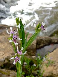 Image result for Isoglossa sp. A