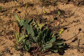 Image result for Emilia hockii