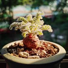 Image result for Pelargonium apetalum