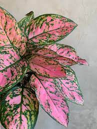 Pin On House Plants