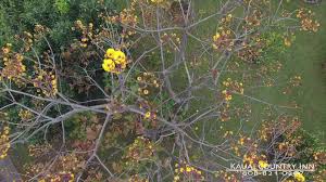 Kauai country inn, kapaa, hawaii countryside inn on the garden island of kauai, hawaii, catering to nature enthusiasts, hikers and beatles fans. Kauai Country Inn Home Facebook