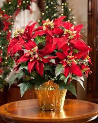 13 Festive Holiday Season Houseplants In 2020 Christmas Plants Artificial Plants Decor Artificial Plant Arrangements