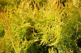 Image result for thuja drying out dead dried symptoms)