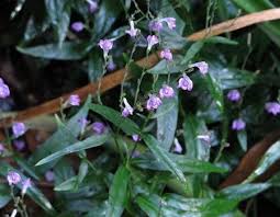 Image result for Justicia striolata