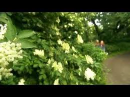 Edible Garden Flowers And Herbs Episode 5 Of 6 Alys Fowler Love This With Images Edible Garden Lush Garden Herbal Plants