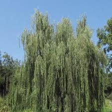 Image result for Salix