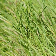 Image result for Nidorella aegyptiaca