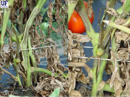 Image result for tomato seedling fusarium wilt