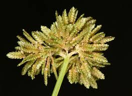 Image result for Cyperus difformis