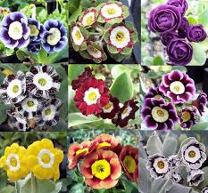 Where can i buy primulas in the uk? Primula And Auricula Mail Order Nursery