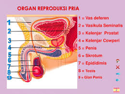 Learn vocabulary, terms and more with flashcards, games and other study tools. 2 Sistem Reproduksi Manusia Ppt Download