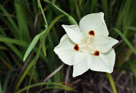 Image result for Dietes flavida