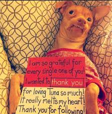 Tuna Melts My Heart The Underdog With The Overbite Why Tuna Is The Most Inspiring Dog On The Internet Tuna Dog Phteven Dogs