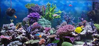 Maybe you would like to learn more about one of these? Getting Started In Reef Aquarium Hobby Tfh Magazine