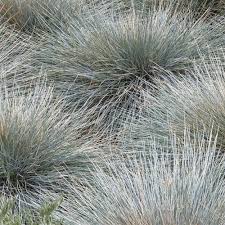 Image result for Festuca africana