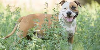 Staffordshire bull terrier & american staffordshire terrier pups due end of may. American Staffordshire Terrier Amstaff Rassebeschreibung