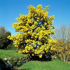 Image result for Acacia dealbata