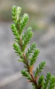 Image result for Calluna vulgaris