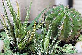 It only needs water once every two weeks, as well as very little fertilizer to flower healthy. Cactus Plants Cactus Plant Cactus Plants Plant Cactus And Succulents Cactus Collection Cactus Flowers Indoor Plants Succulent Plants Agave Cactus Plants Cactus Indoor Plants Pikist