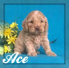 Get a boxer, husky, german check out these stunning red & white cockapoo puppies!! Cockapoo Prices For Puppies