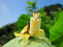 See more ideas about praying mantis, pray, insects. Praying Mantis Mimics Flower To Trick Prey Passion For Flowers