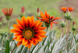 Image result for Gazania krebsiana