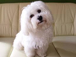 Havanese Bichon Havanese Havanese Dogs Havanese Puppies