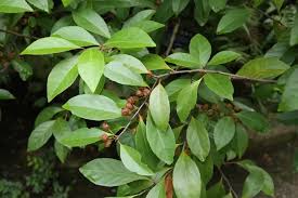 Image result for Gymnosporia oxycarpa