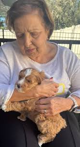 Meet the puppies and their parents