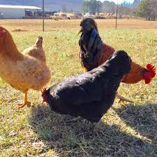Dutch oven bakery falkville al. Dutch Oven Bakery Falkville Restaurant Reviews Photos Phone Number Tripadvisor