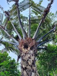 Image result for Cyathea manniana