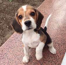 15 Tips For Choosing A Beagle Puppy Holicpet Com Beagle Puppy Cute Beagles Cute Dogs And Puppies