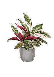 Image result for stromanthe