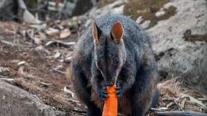 Además, los incendios forestales contaminan los sembradíos de frutas y hortalizas además, son animales trabajadores que también comen hierba, así que sirven para ayudar a desbrozar fincas. Propagacion De Verduras A Animales Salvajes Victimas De Los Incendios Forestales De Australia