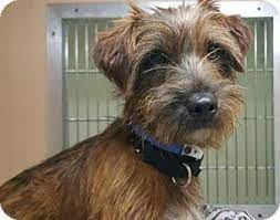 The shih tzu yorkie mix (also known as the shorki, shorkie, yorkie tzu, shorkie tzu) is not a purebred dog. Pictures Of Pup Daddy A Norwich Terrier Yorkie Yorkshire Terrier Mix For Adoption In Phoenix Az W Yorkshire Terrier Norwich Terrier Yorkshire Terrier Puppies