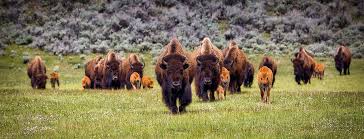 Кевин костнер, люк граймс, келли райлли и др. Yellowstone Nationalpark Mit Dem Camper Durch Das Land Der Geysire