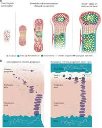 A&P Chapter 6 (Belmont, Mcgrew) Flashcards | Quizlet