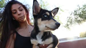 They can grow between 20 to 26 inches and weigh between 35 to 38 pounds as an adult. Buying A German Shepherd Husky Mix Puppy Youtube